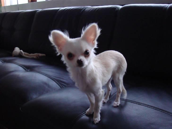 Chihuahua Mille billede 2