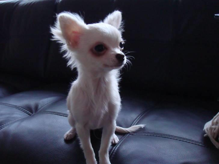 Chihuahua Mille billede 3