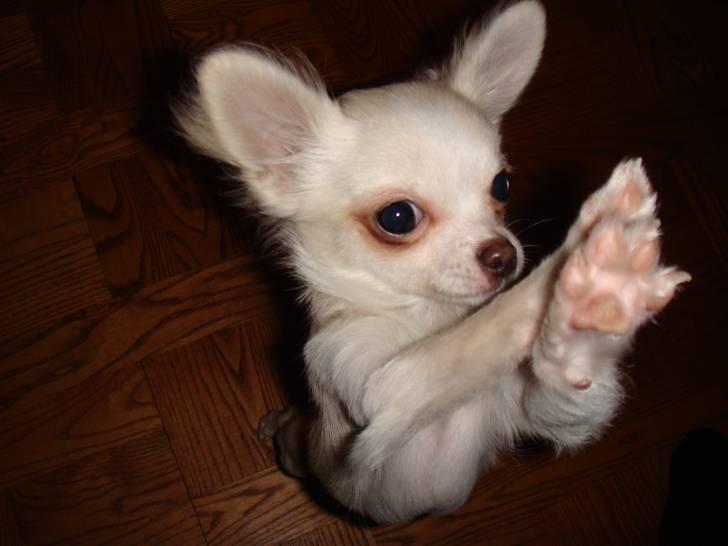 Chihuahua Mille billede 4