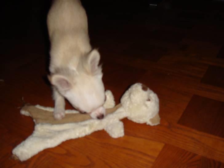 Chihuahua Mille billede 5