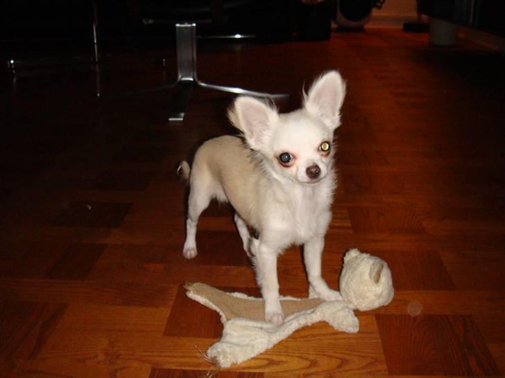 Chihuahua Mille billede 6