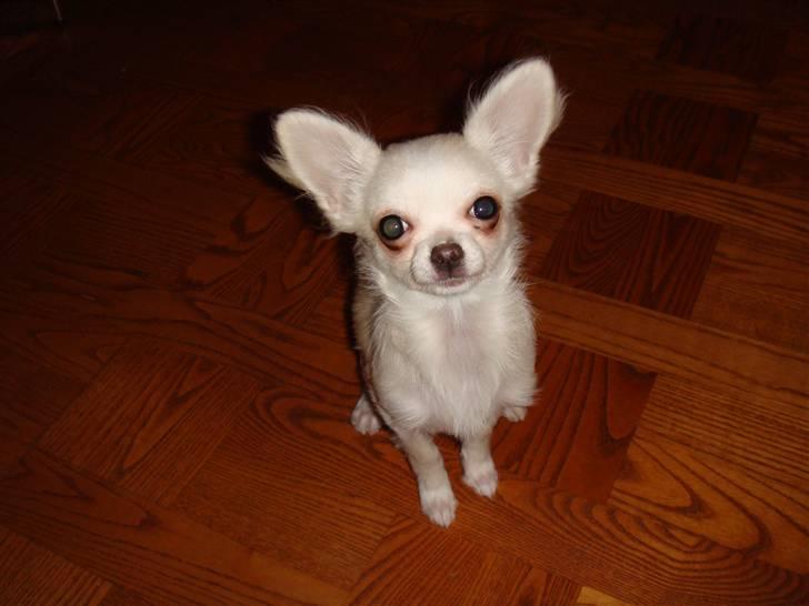 Chihuahua Mille billede 7