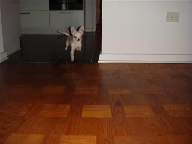 Chihuahua Mille billede 8