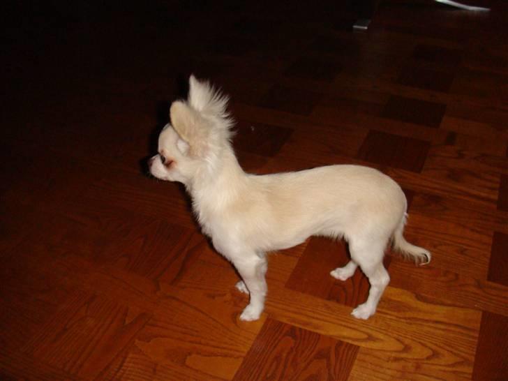 Chihuahua Mille billede 9