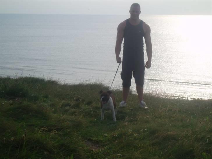 Staffordshire bull terrier Arthos billede 13