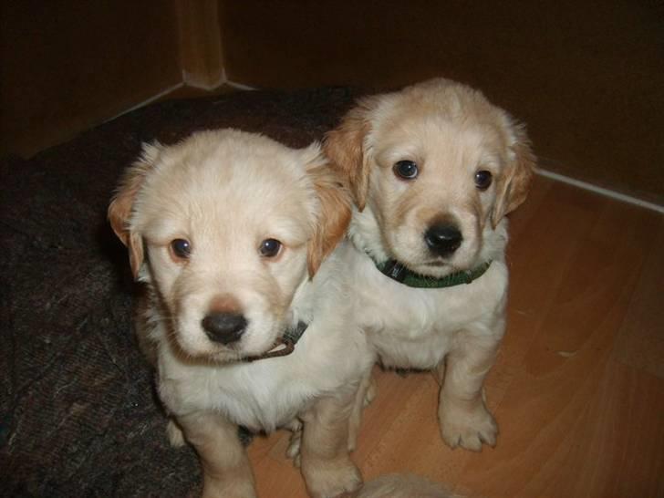 Blanding af racer Messy - Messy (med det brune halsbånd) og hendes bror. billede 1