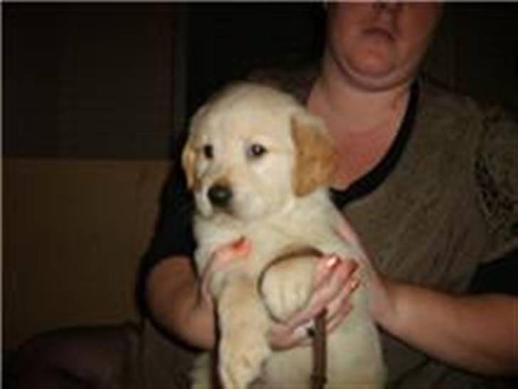 Blanding af racer Messy billede 2