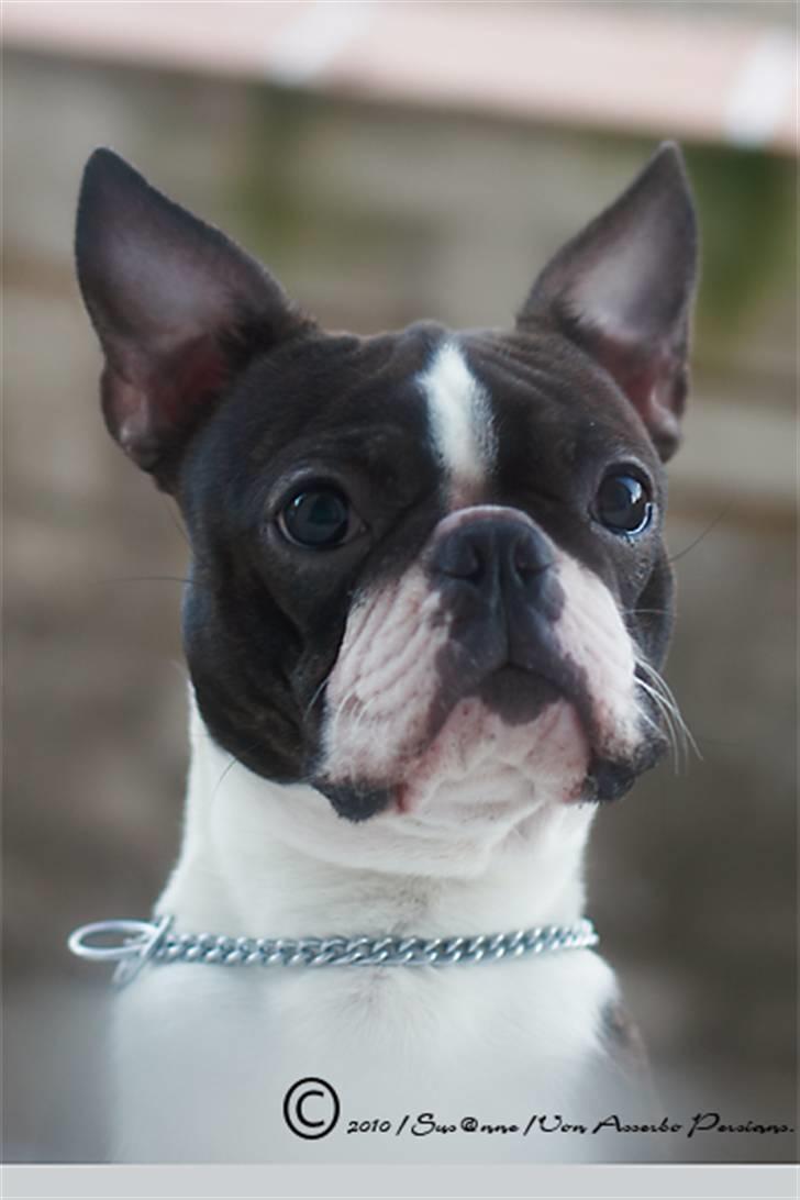 Boston terrier Cekin LaKonga - Cekin 9mdr. januar 2011 billede 13