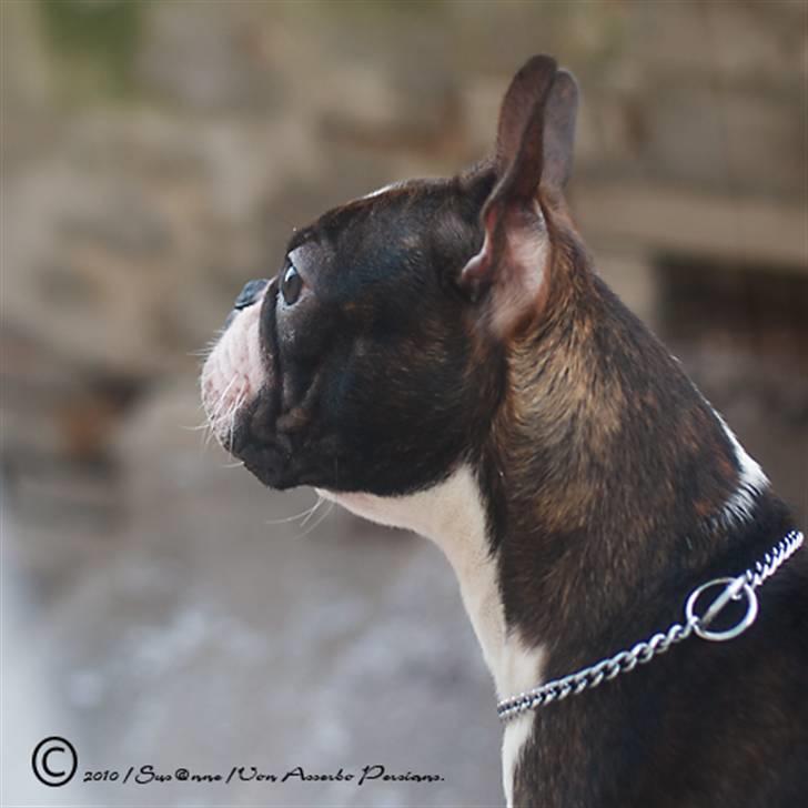 Boston terrier Cekin LaKonga - Cekin 9mdr. januar 2011 billede 14