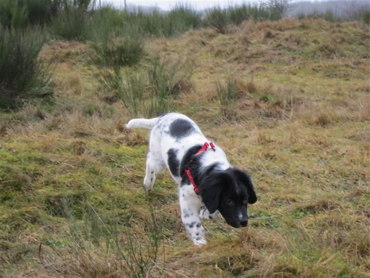 Stabijhoun Diva billede 8