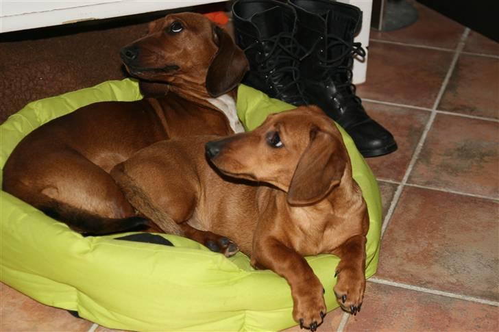 Gravhund Ronja - Ronjaer den lille hvalp forrest.... billede 1