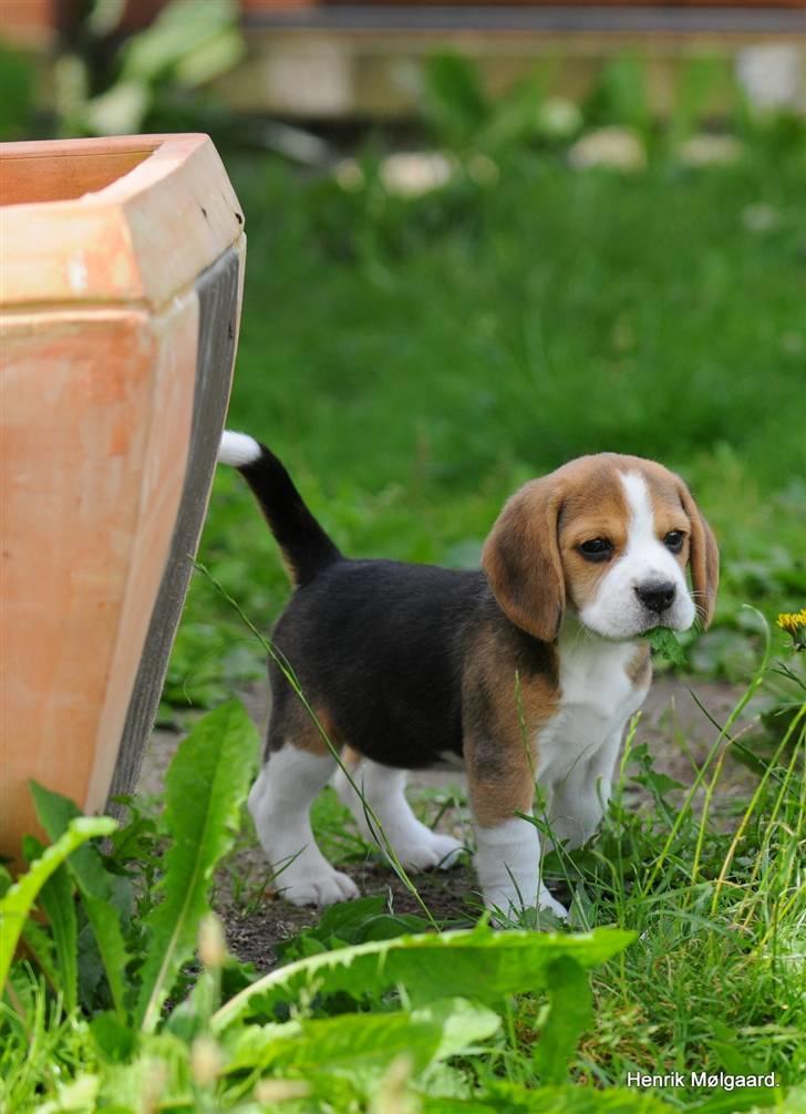 Beagle Bella billede 13