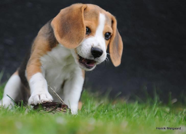 Beagle Bella billede 14