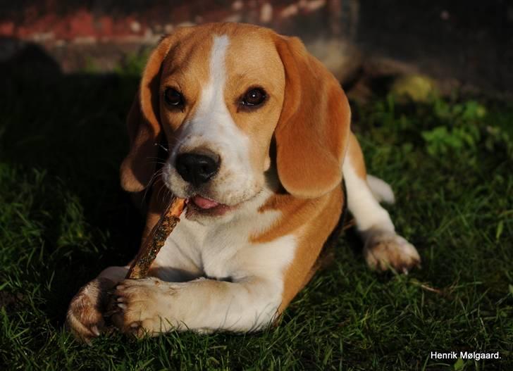 Beagle Bella billede 17