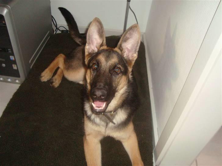 Schæferhund humle billede 1