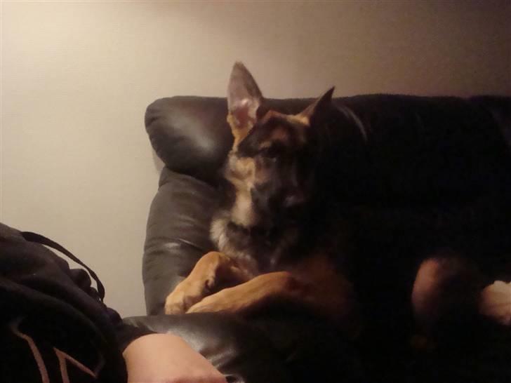 Schæferhund humle billede 2