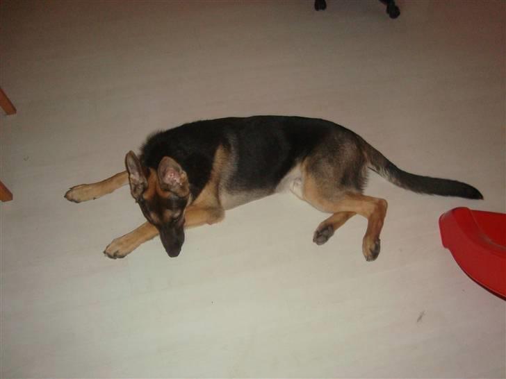 Schæferhund humle billede 3