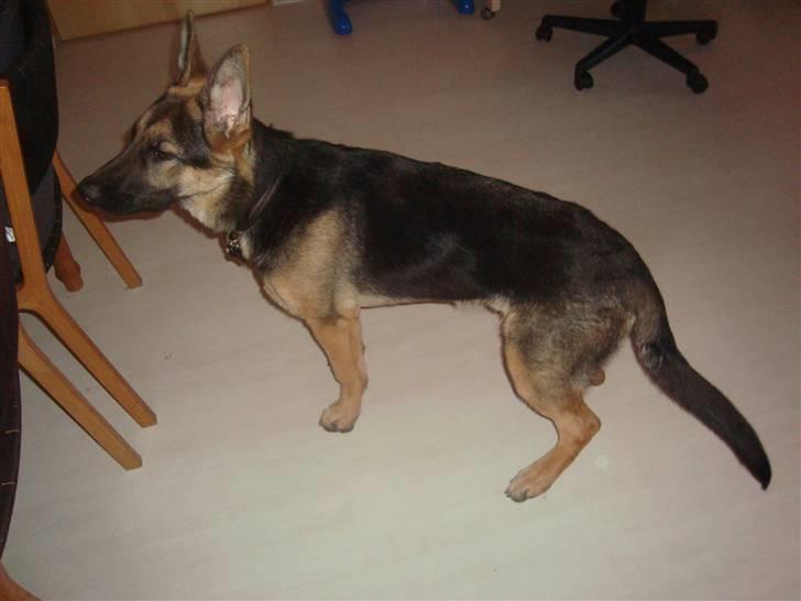 Schæferhund humle billede 4