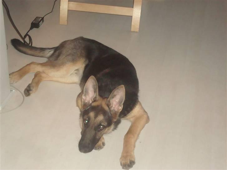 Schæferhund humle billede 5