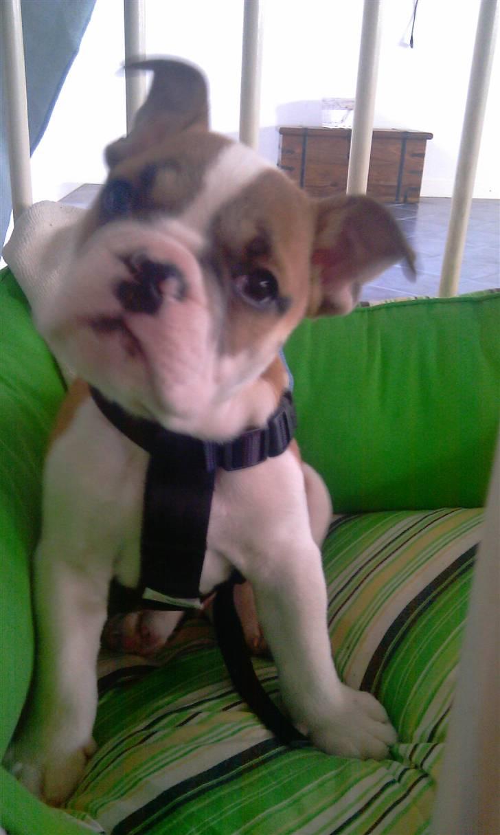 Blanding af racer William - Hovedet på skrå.. så kan man ikke modstå ham :i billede 3