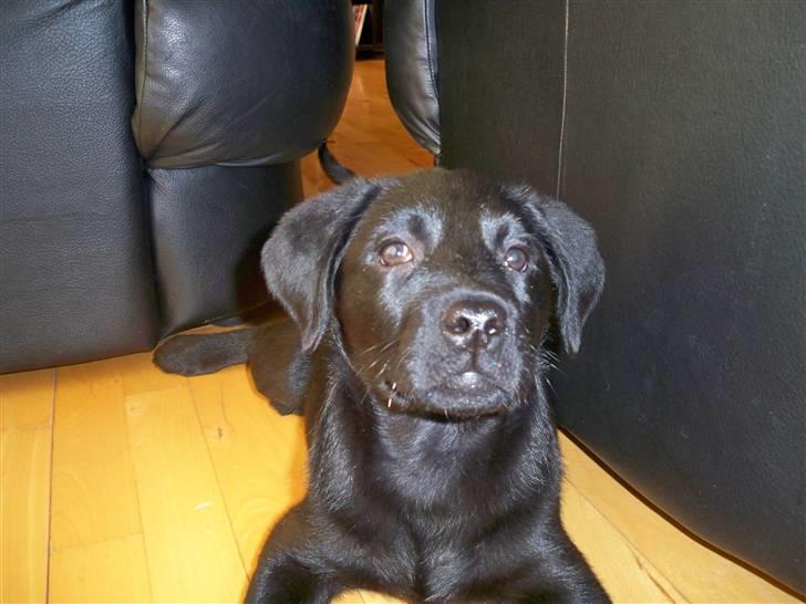 Labrador retriever jake billede 8