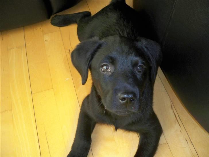 Labrador retriever jake billede 9