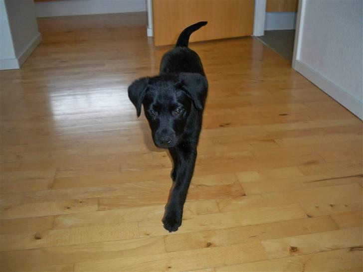 Labrador retriever jake billede 11