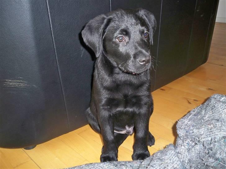 Labrador retriever jake billede 13