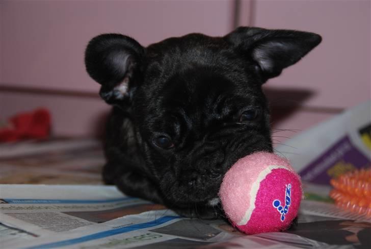 Fransk bulldog Berta <3 - damp :* - jeg fik den ! :)
- 8 uger
20.01.11 billede 1