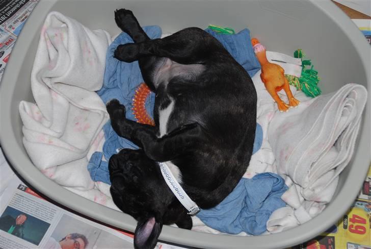 Fransk bulldog Berta <3 - damp :* - så sover man bedst :p<3
- 8 uger
22.01.11 billede 2