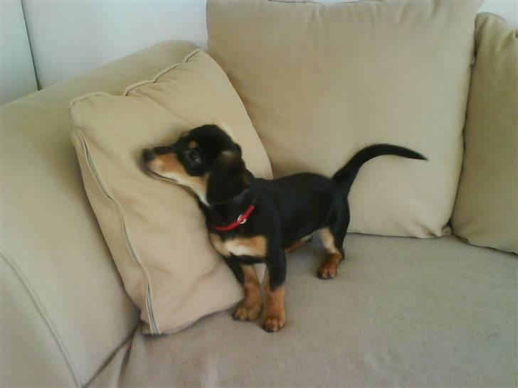 Gravhund Nuser billede 1
