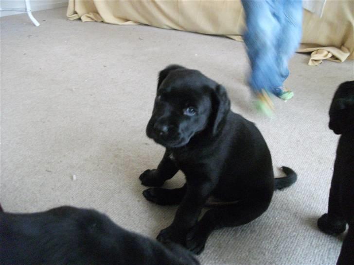 Labrador retriever Uffe <3 <3  billede 12