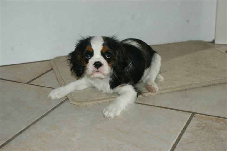 Cavalier king charles spaniel Cille billede 1
