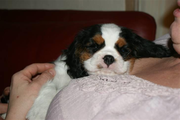 Cavalier king charles spaniel Cille billede 2