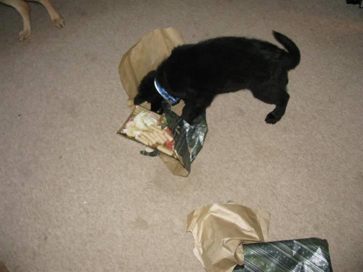 Schæferhund Kato billede 11