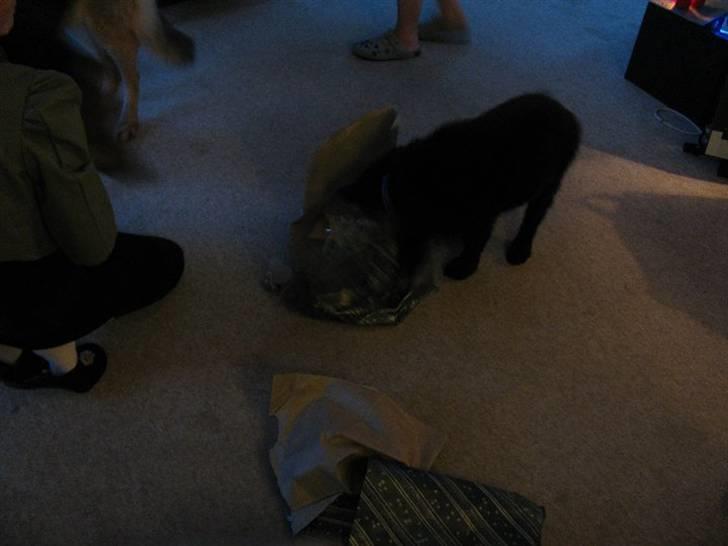 Schæferhund Kato billede 12