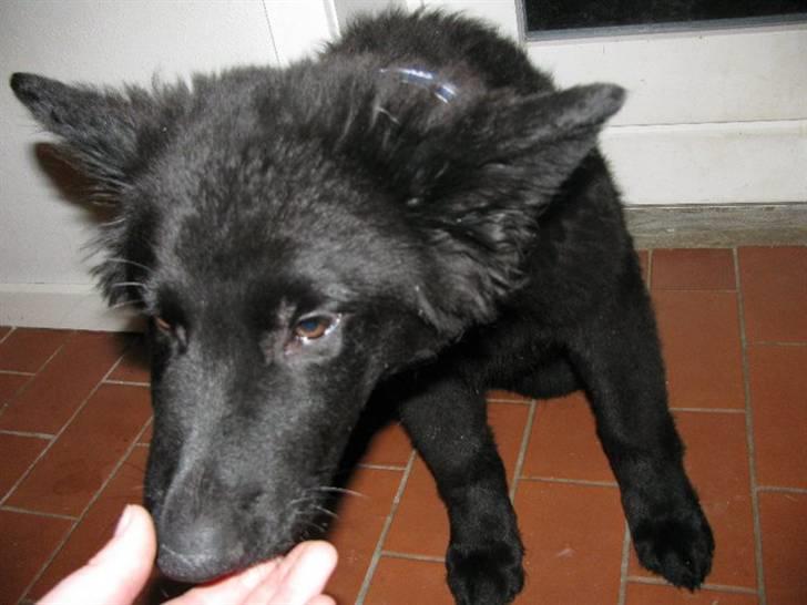 Schæferhund Kato billede 13