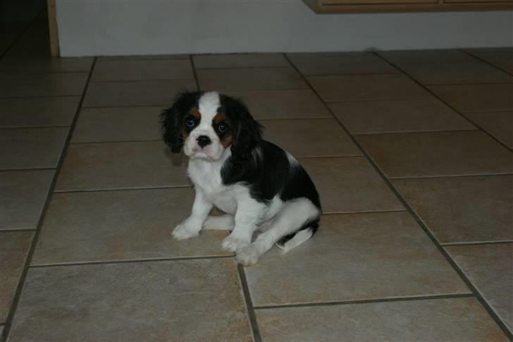 Cavalier king charles spaniel Cille billede 3