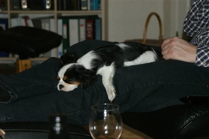 Cavalier king charles spaniel Cille billede 4