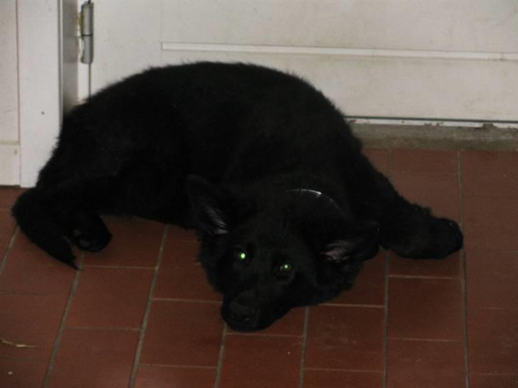 Schæferhund Kato billede 14