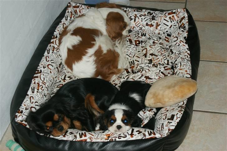 Cavalier king charles spaniel Cille billede 5