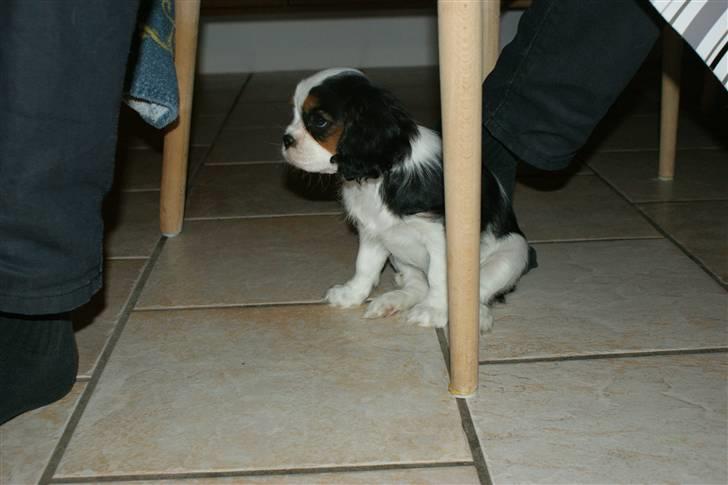 Cavalier king charles spaniel Cille billede 6