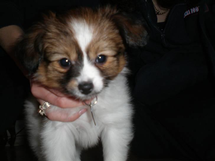 Papillon Aslan billede 23