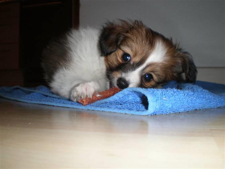 Papillon Aslan billede 24