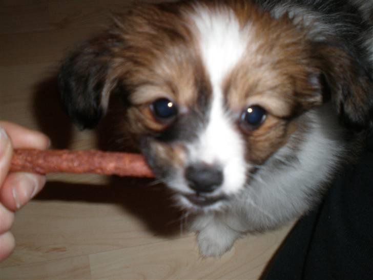 Papillon Aslan billede 25