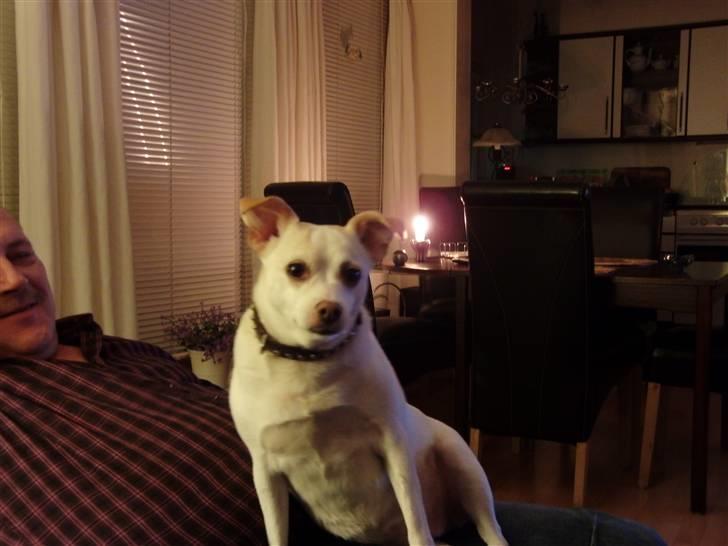 Dansk svensk gaardhund Trine AKA Fedesen billede 13