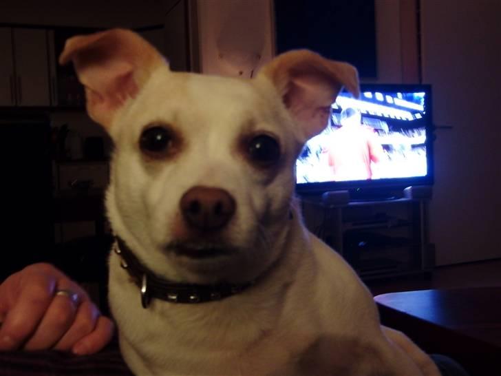 Dansk svensk gaardhund Trine AKA Fedesen - Er jeg ikke bare dejlig?? billede 14