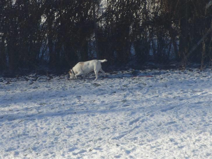 Dansk svensk gaardhund Trine AKA Fedesen - ude og blive luftet billede 15