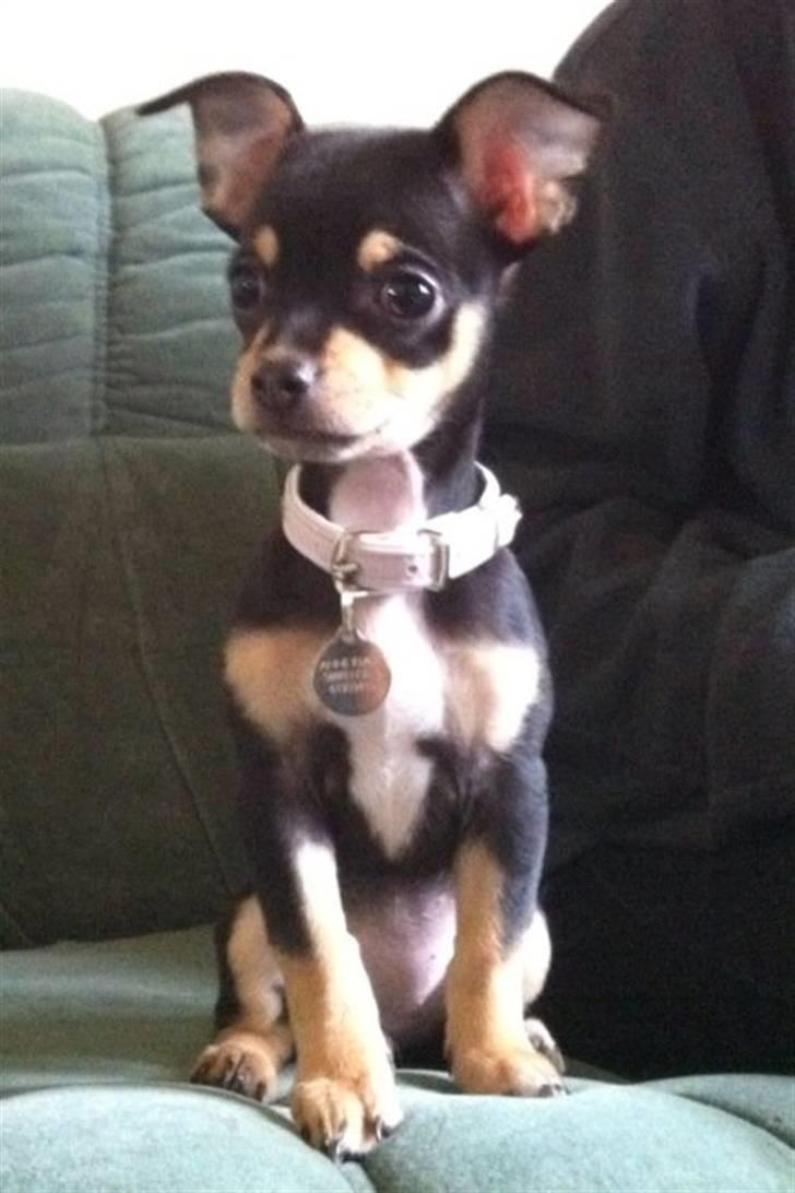 Chihuahua Fifi *RIP*  billede 17