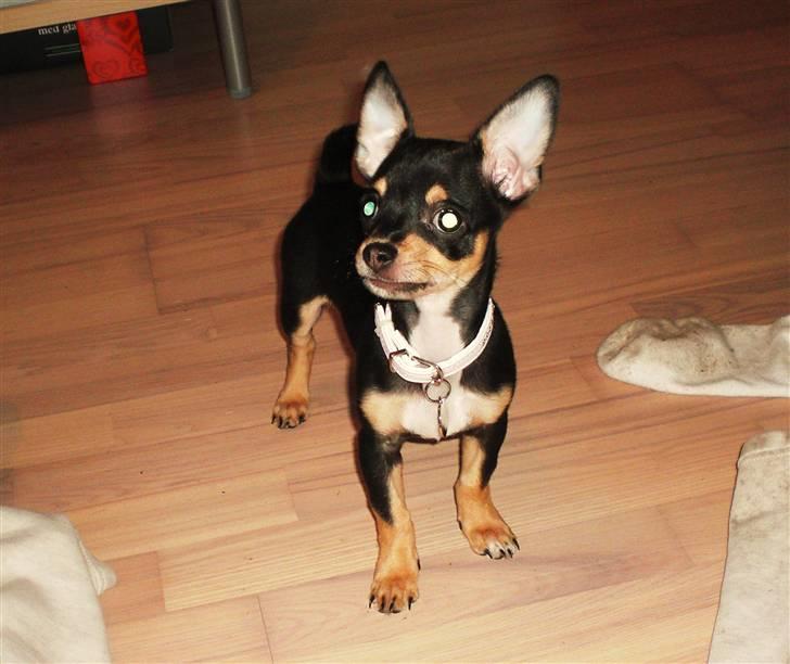 Chihuahua Fifi *RIP*  billede 18